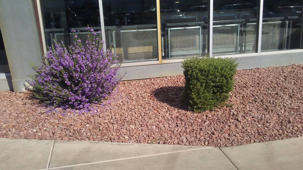 The Texas ranger on the right has been sheared into a gumball, while the other shrub as been a ...