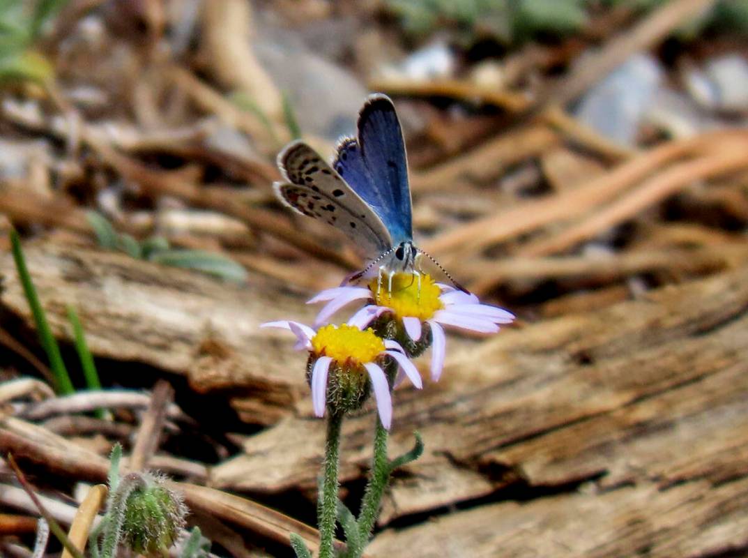 This photo provided by the Center for Biological Diversity and taken June 22, 2021, at the Lee ...