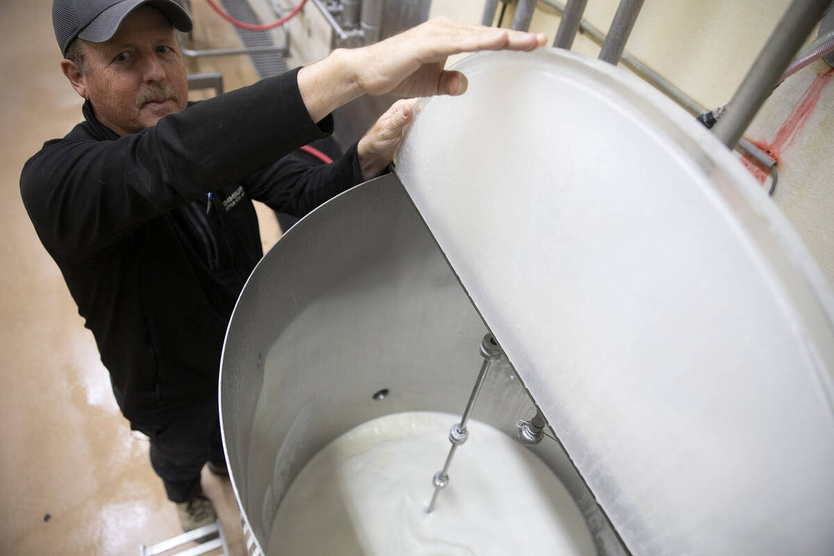 Ed Goedhart, manager of Ponderosa Dairies, shows how milk is taken straight from the cows and m ...