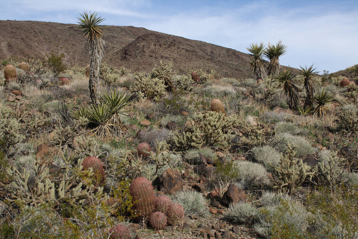 On the north side slope of the Fort Piute outpost in Mojave National Preserve in California you ...