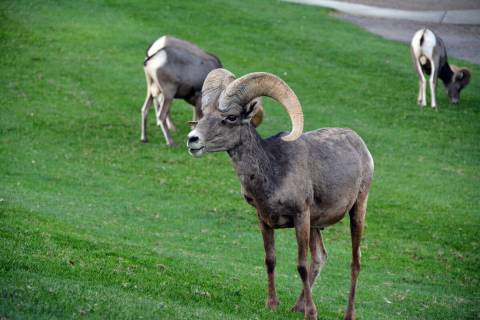 Bighorn sheep at Hemenway Valley Park. (Celia Shortt Goodyear/Boulder City Review)
