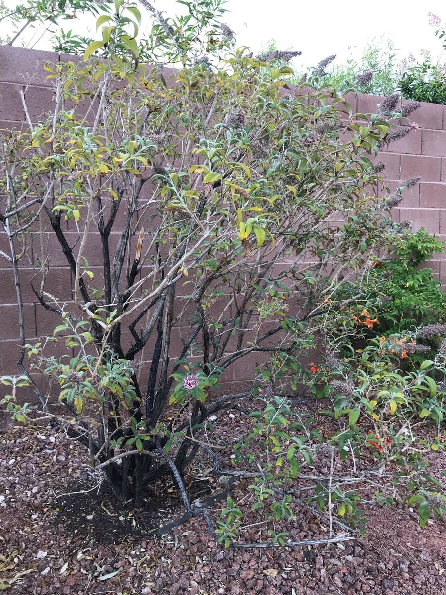 The woolly butterfly bush is a better choice than this more popular nonnative butterfly bush si ...