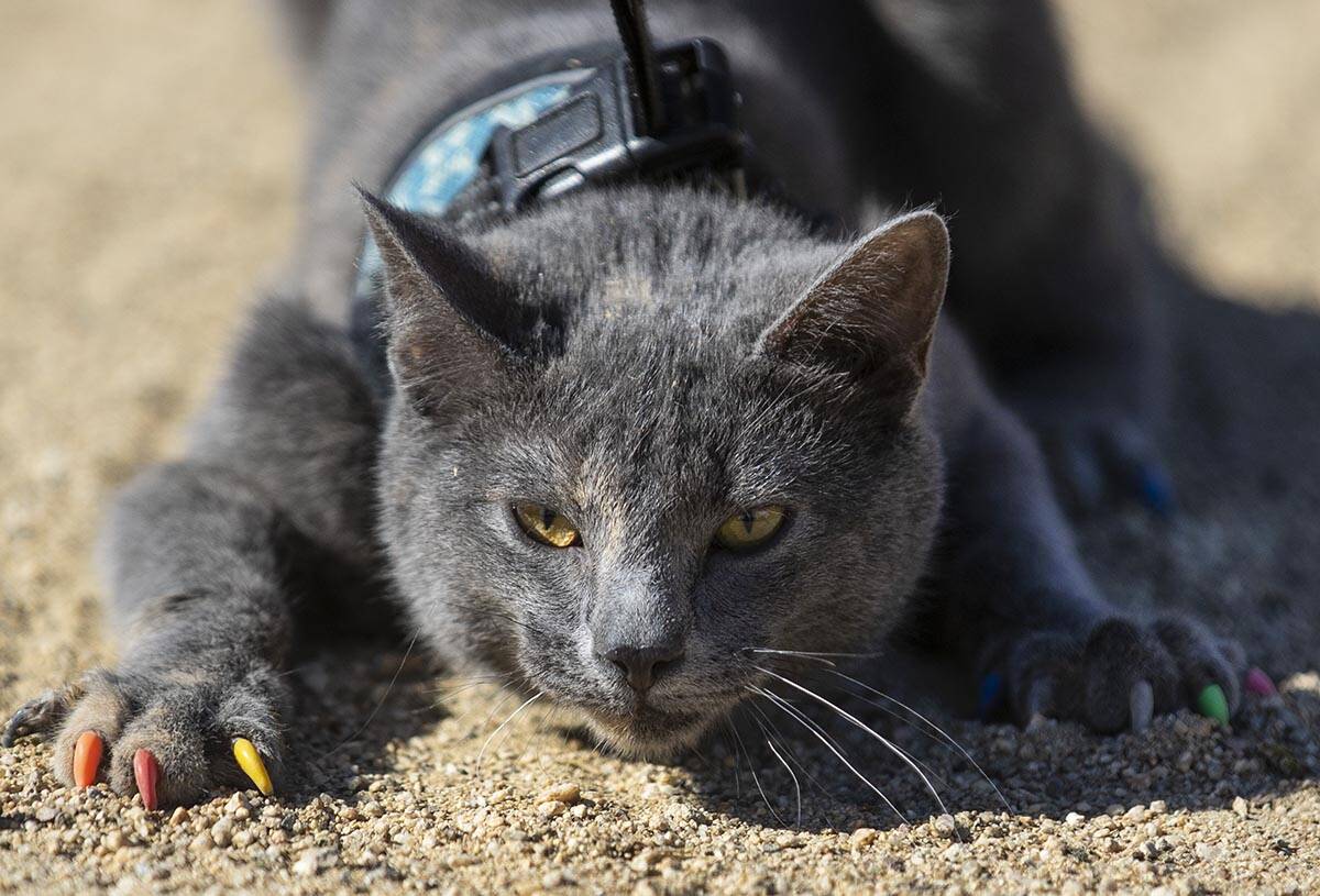 Maki, a Russian blue cat, shows off her colorful soft nails and paws at Sunset Park on Wednesda ...