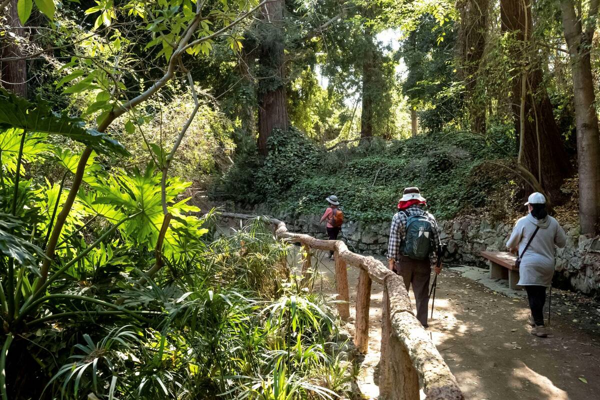 Visitors hike through Fern Dell in Griffith Park in Los Angeles, Wednesday, Feb. 9, 2022. (Davi ...