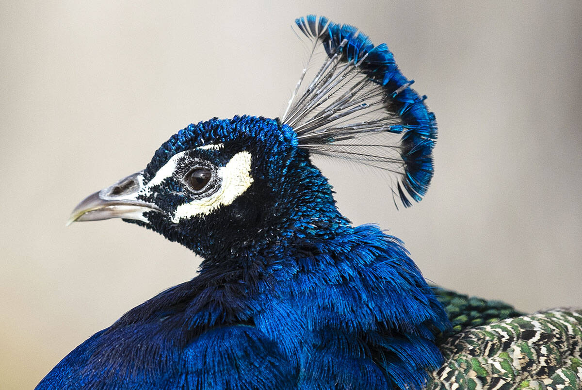 A peacock sits at Floyd Lamb Park on Monday, Jan. 3, 2022, in Las Vegas. Sunny and warm conditi ...