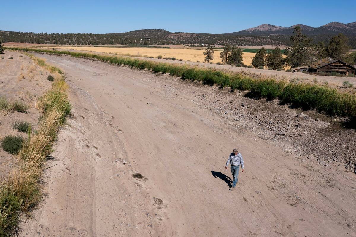 Matt Lisignoli walks through an irrigation canal that ran dry in early August after the North U ...