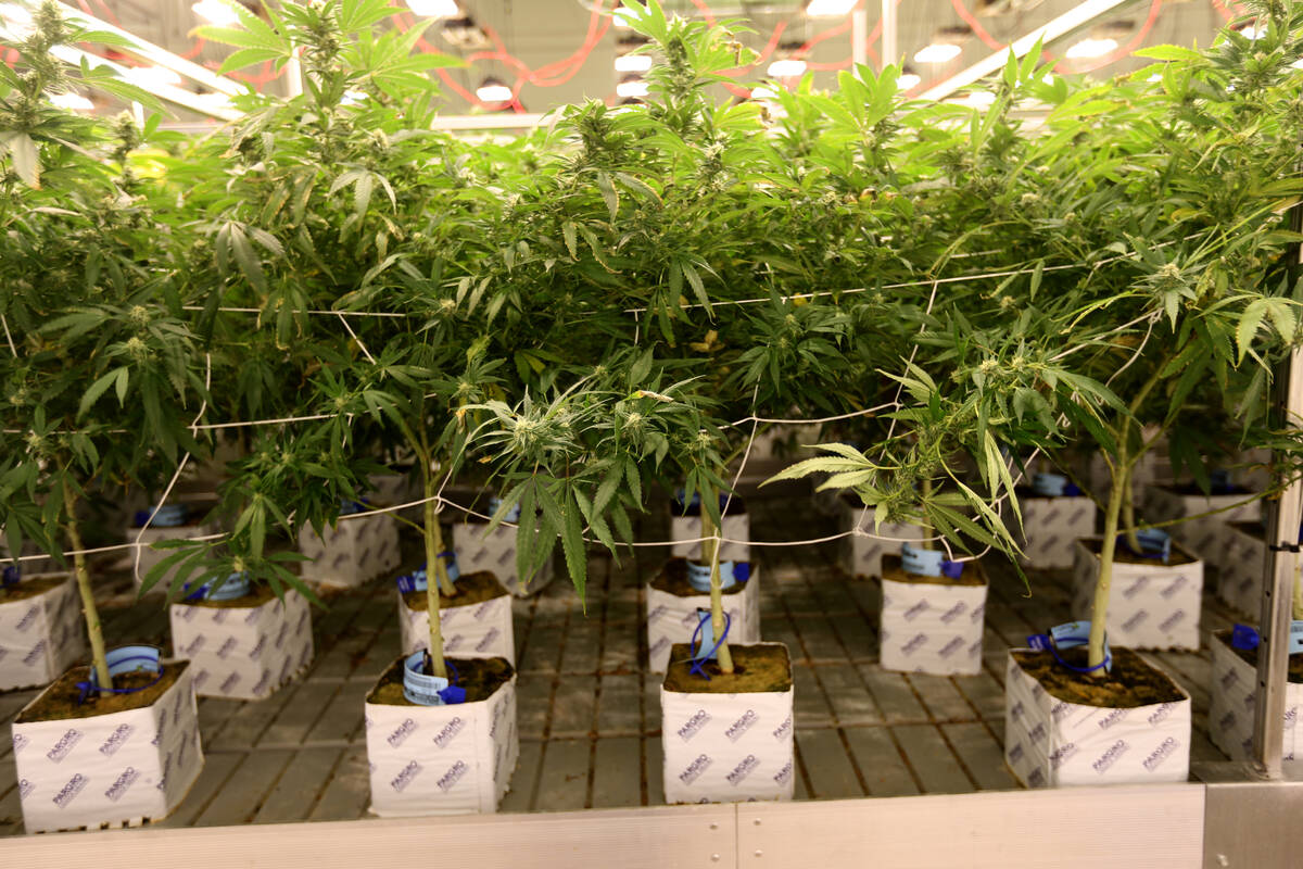 One of the marijuana grow rooms Exhale Nevada in Las Vegas Thursday, June 28, 2018. White Pine ...