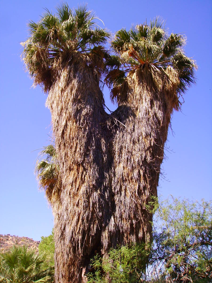 These palms serve as a roost for the Western yellow bat, and hooded orioles nest under the palm ...