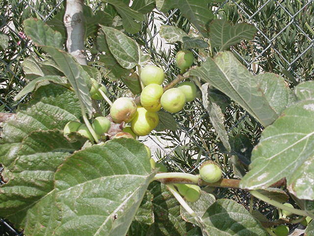 Kadota figs are pliable, yellow-green on the outside and guava pink on the inside. (Bob Morris)