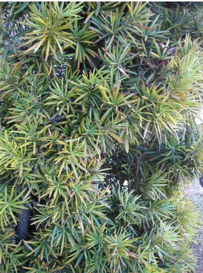 The leaves on this Podocarpus, also known as yew pine, are yellowing. (Bob Morris)