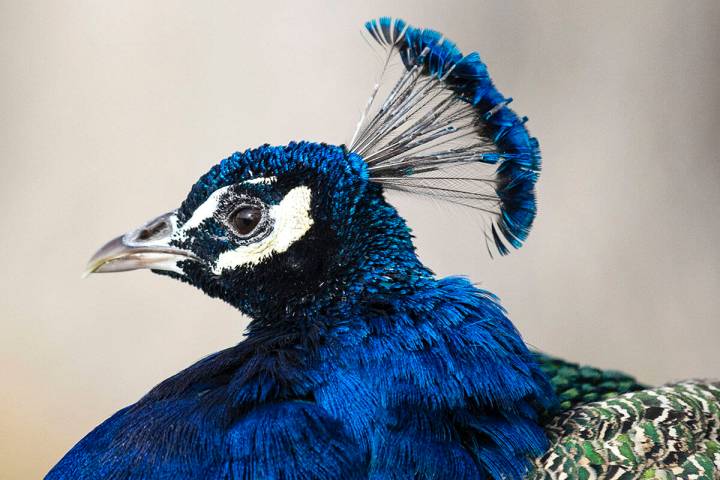 A peacock sits at Floyd Lamb Park on Monday, Jan. 3, 2022, in Las Vegas. A sunny sky and a Las ...