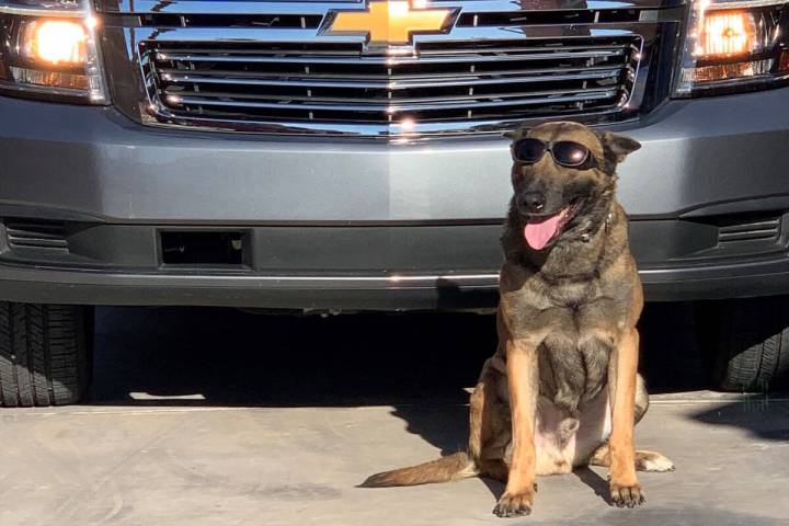 This Las Vegas Metropolitan Police Department twitter image shows Metro K9 Nuggetz, a German sh ...