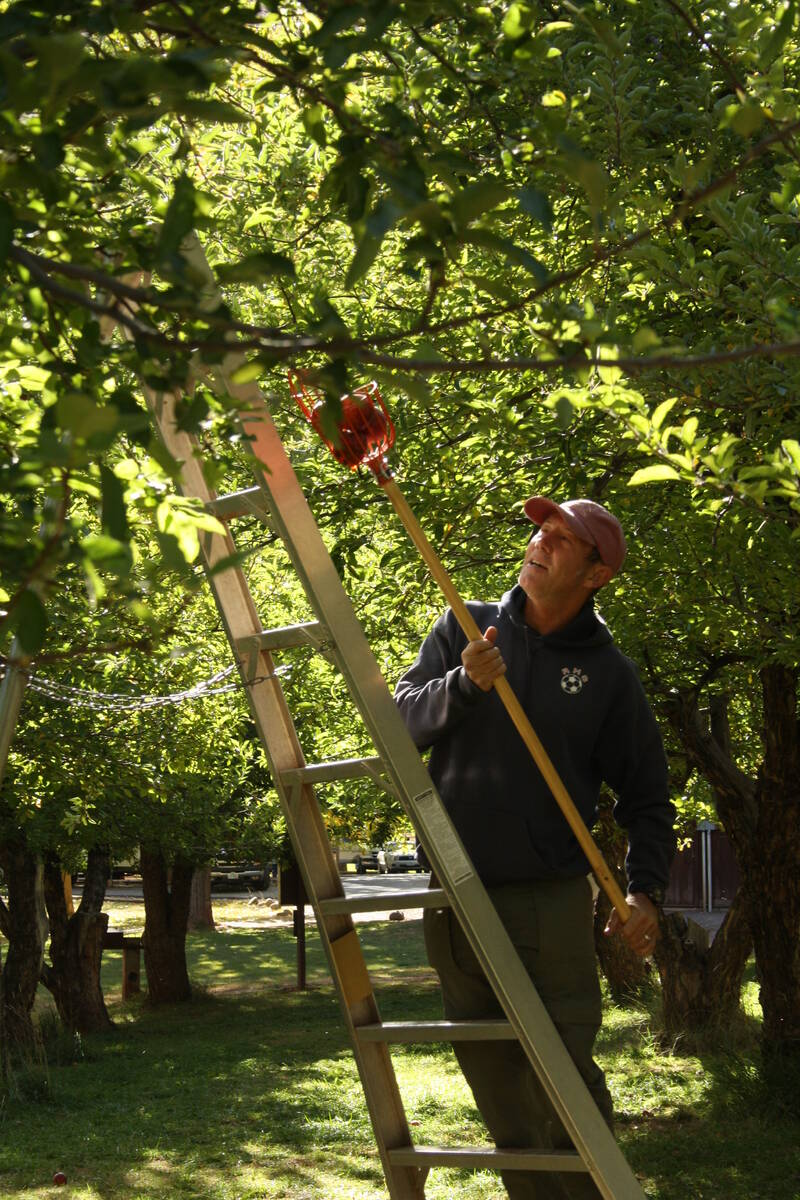 The park provides handheld fruit pickers and ladders for visitors to use while in the orchards. ...