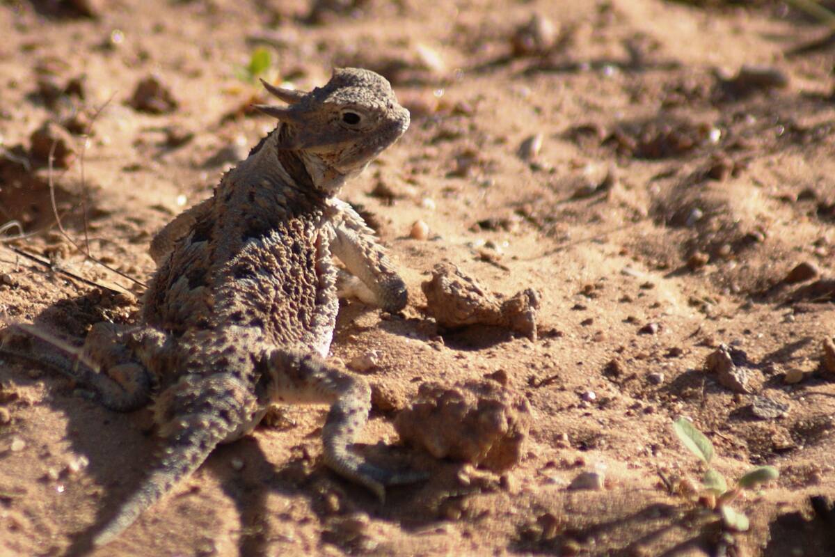 A Horned lizard at Red Rock Canyon National Conservation Area. (Natalie Burt)