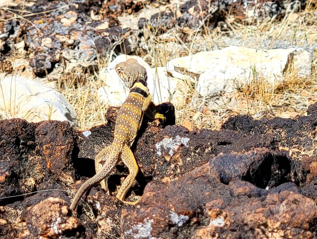 Great Basin collared lizard in the Fossil Ridge area across state Route 159 from Red Rock's 13- ...
