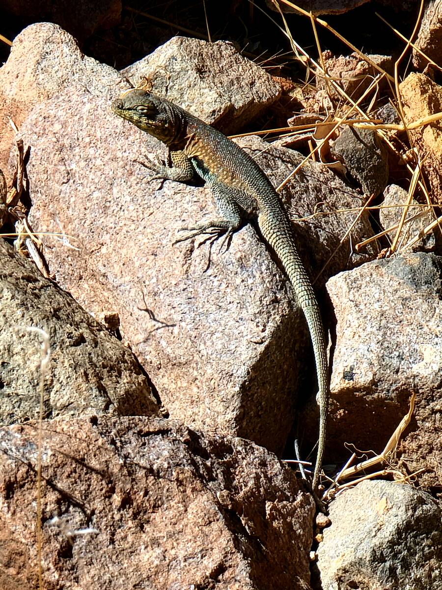 Side-blotched lizard (black blotch visible under front leg) at Lake Mead National Recreation Ar ...