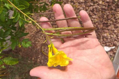 Yellow bells plants are native to wetter areas of the Sonoran and Chihuahuan deserts and can to ...