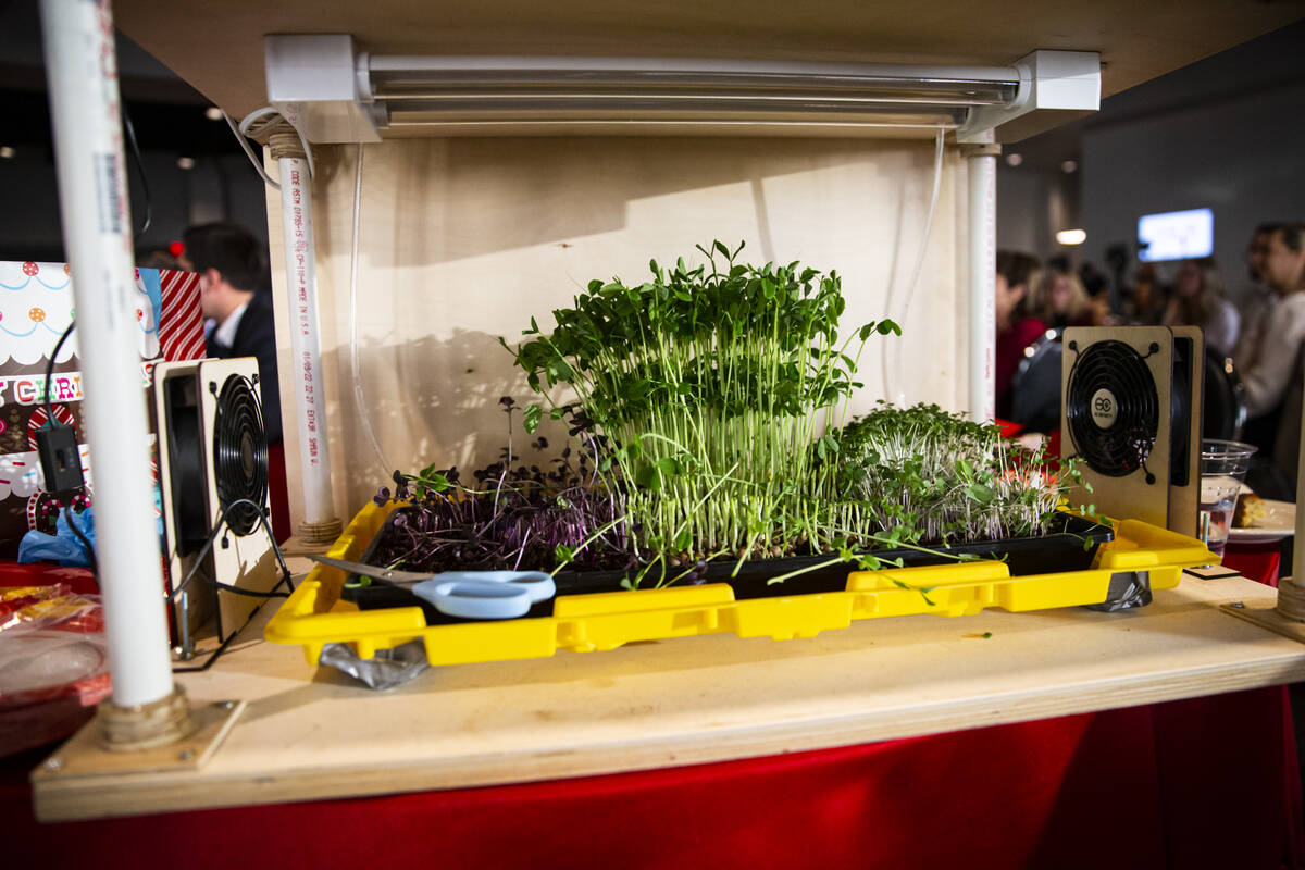 Microgreens are seen after a presentation by Esenjays for the inaugural President’s Inno ...