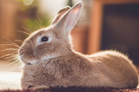 Rabbits are small animals that don’t consume a whole lot of food, but they do need a constant ...