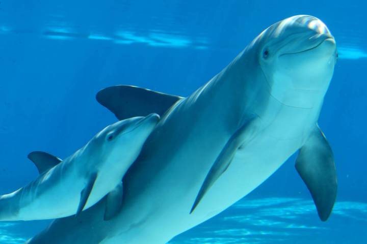 A baby dolphin swims with its mother Bella at Siegfried & Roy's Secret Garden and Dolphin Habit ...