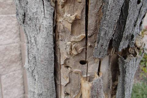 Borer damage can be seen under the bark of an ash tree after a previous sunburn. (Bob Morris)