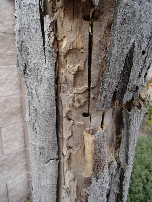 Borer damage can be seen under the bark of an ash tree after a previous sunburn. (Bob Morris)