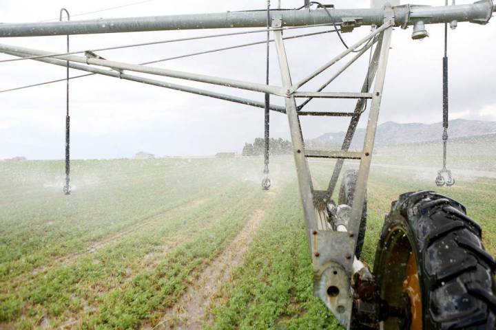 Water sprays on a hay field on Aug. 7, 2017, at a ranch owned by the Southern Nevada Water Auth ...