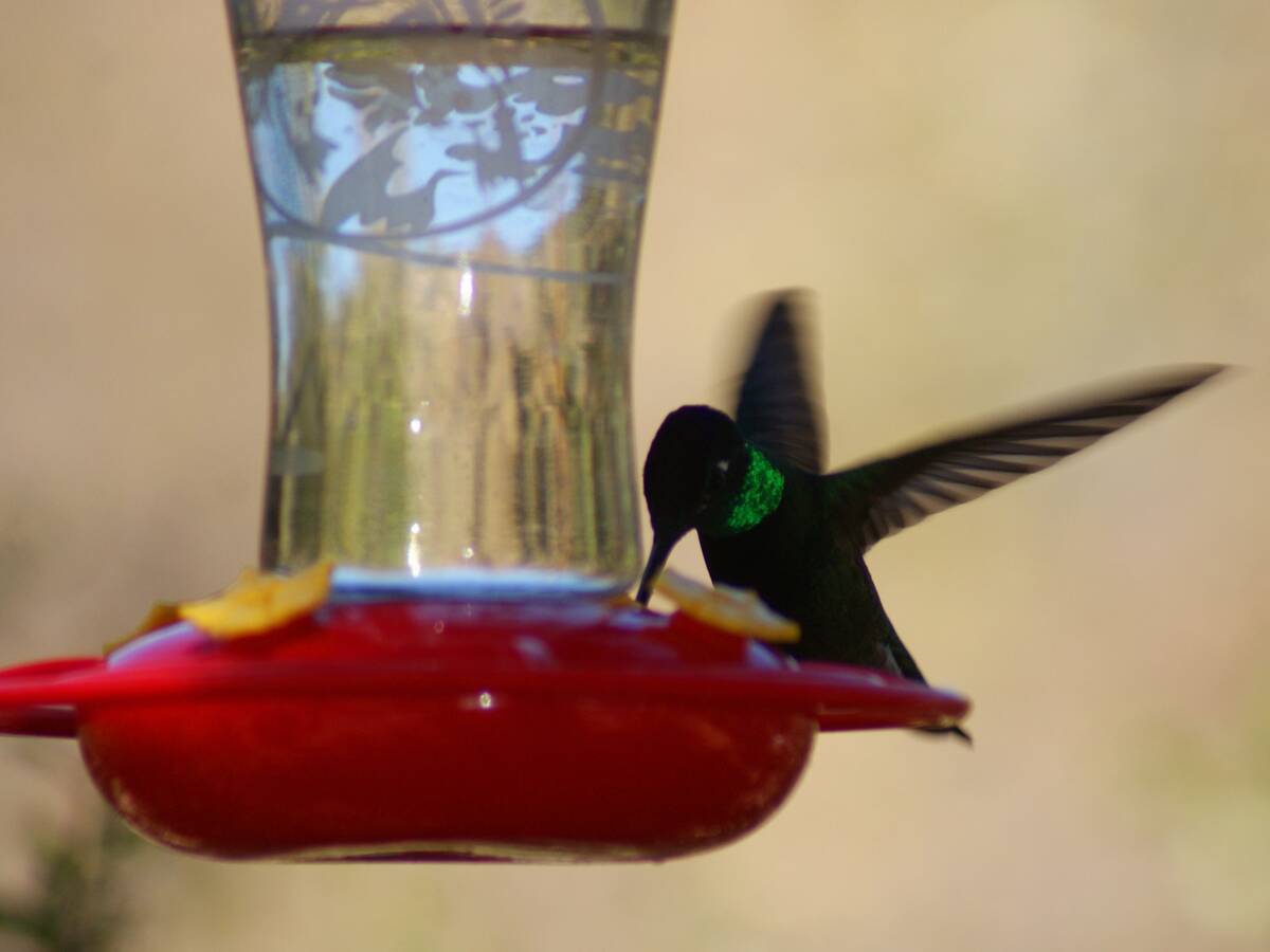A male Rivoli's hummingbird feeding at Santa Rita Lodge in Madera Canyon. (Natalie Burt)