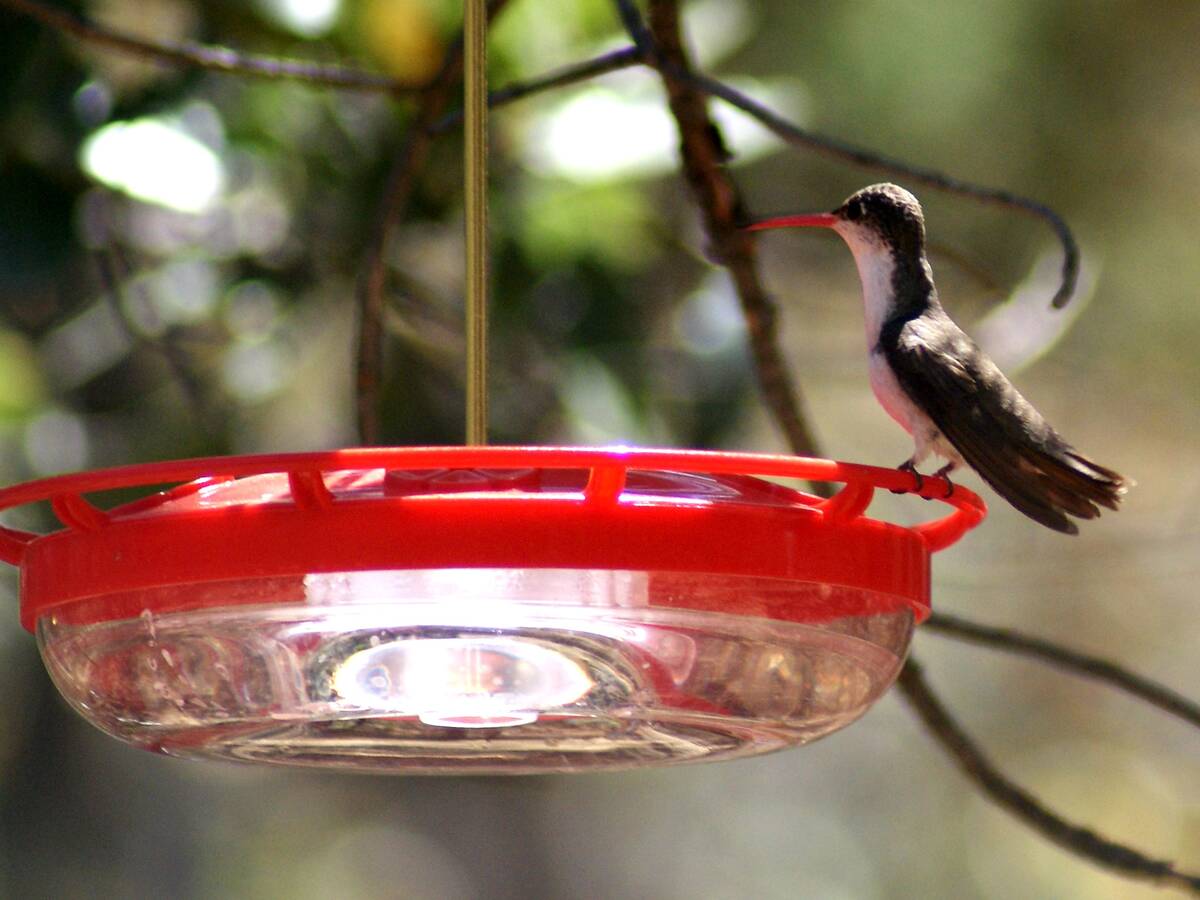 An uncommon violet-crowned hummingbird on a feeder at Ramsey Canyon Cabins. (Natalie Burt)