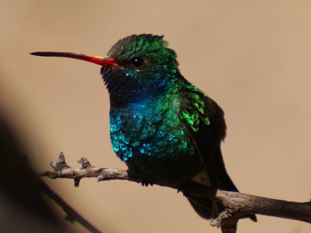 Iridescent green and blue feathers make the commonly seen broad-billed hummingbird a jewel of t ...