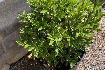 EDDHA iron was added along with the fertilizer application to the soil surrounding this kumquat ...