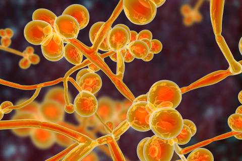 Candida auris. (Getty Images)