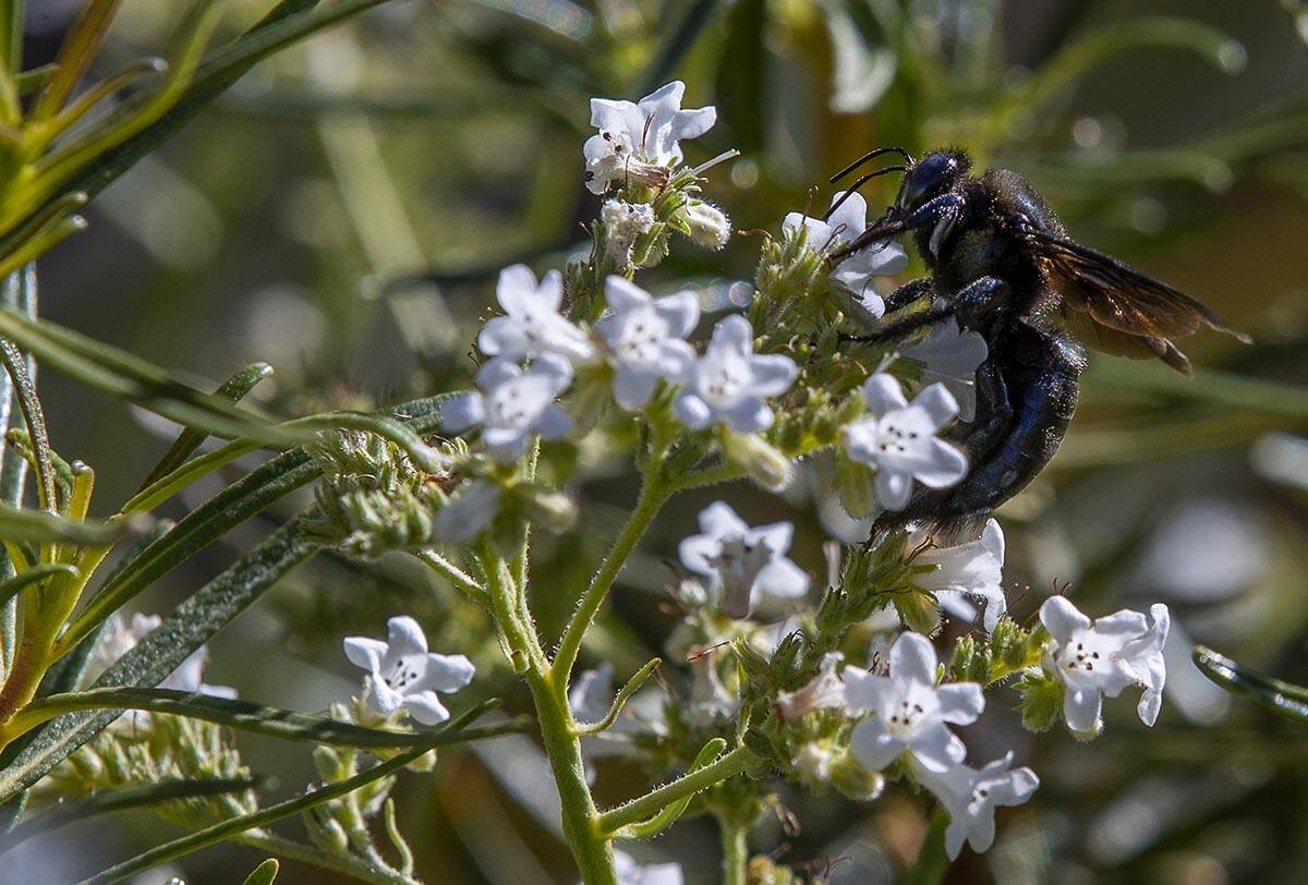 A Black Carpenter Bee gathers pollen at the Red Rock Canyon National Conservation Area on Frida ...