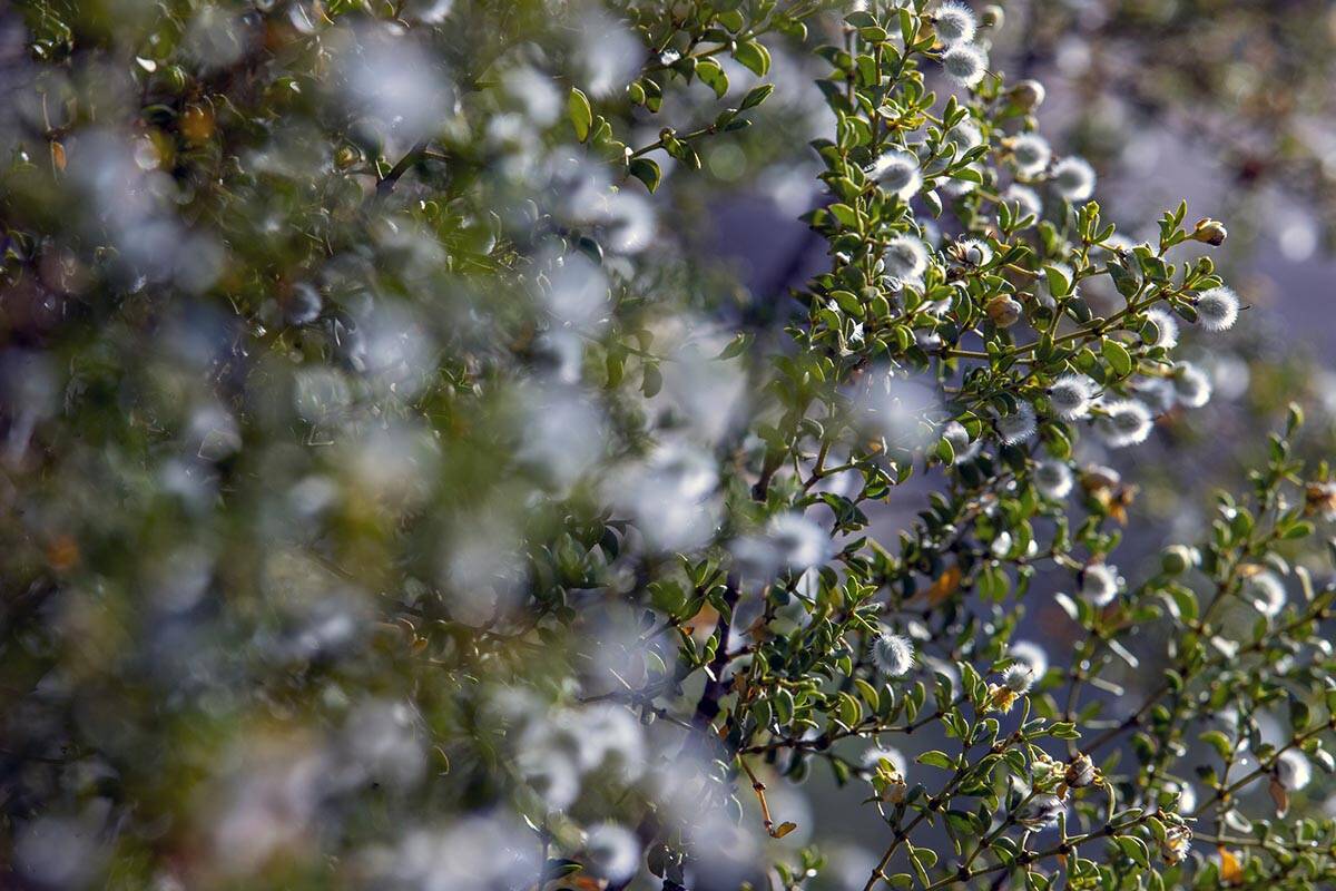 Fuzzy seeds of a creosote bush at the Red Rock Canyon National Conservation Area on Friday, May ...