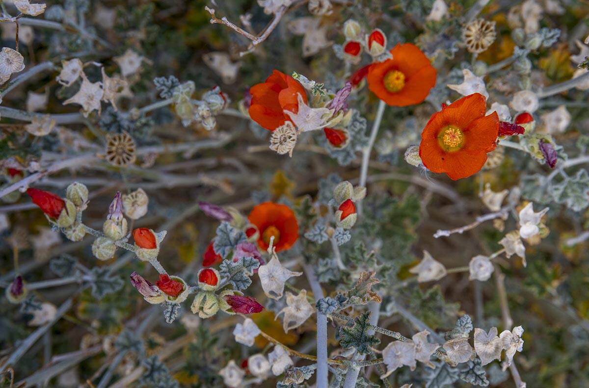 Desert Globe Mallow at the Red Rock Canyon National Conservation Area on Friday, May 27, 2022, ...