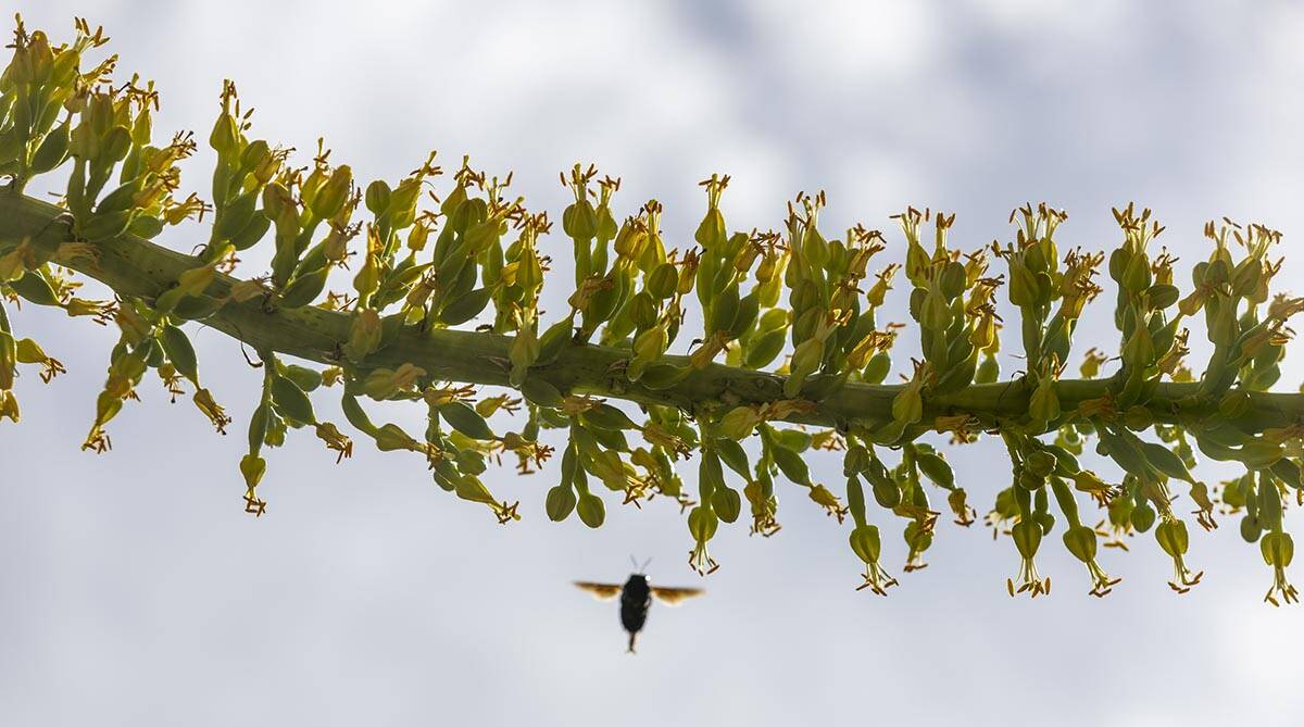 A bee gathers pollen from a Utah agave bloom at the Red Rock Canyon National Conservation Area ...
