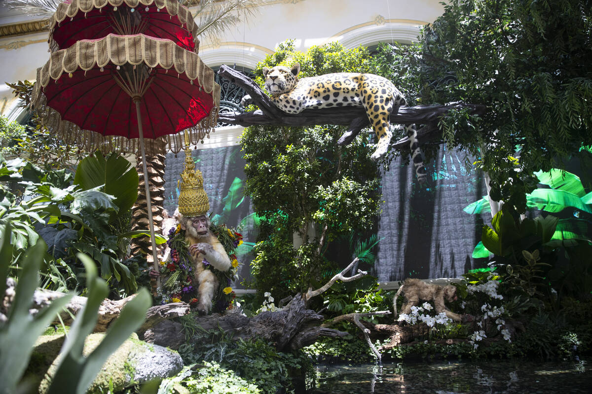 Bellagio’s Conservatory & Botanical Gardens new display “Jungle of Dreams” in Las Vegas, ...