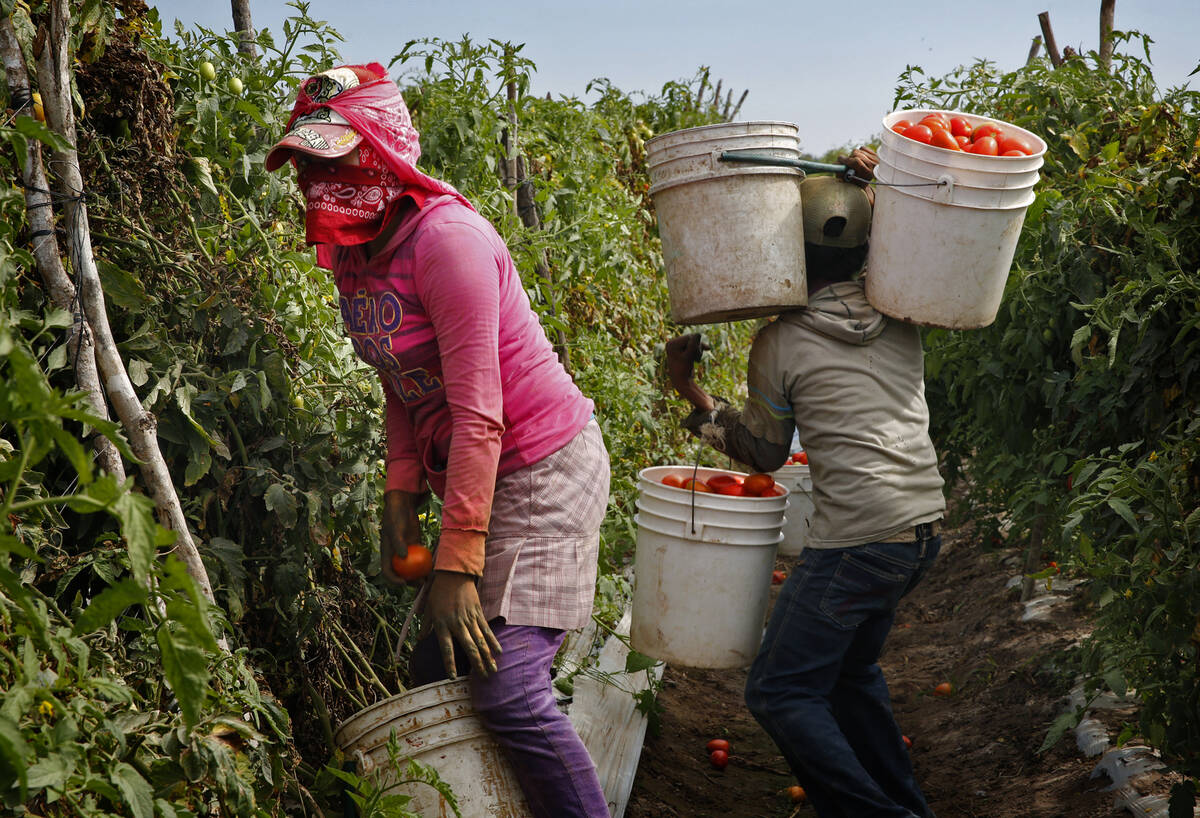 Teenage migrant farm workers pick ripe Roma tomatoes in February 2014 in Cristo Rey, Sinaloa, M ...