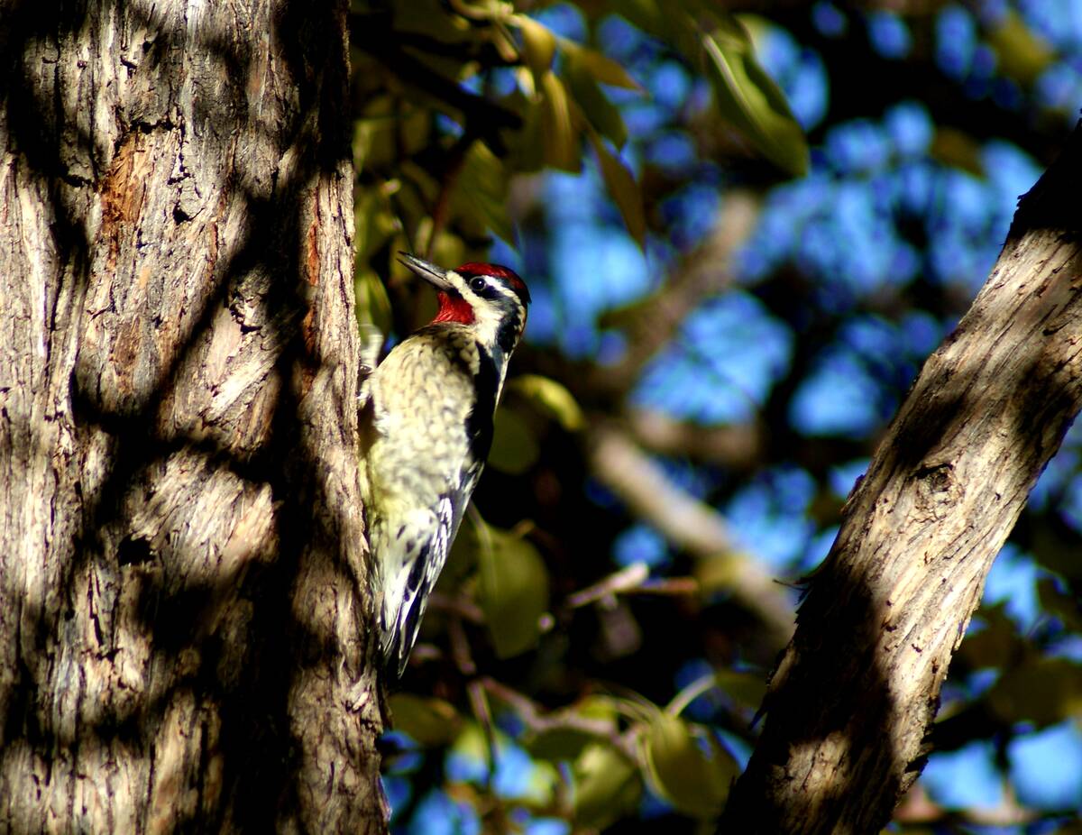 Red-naped Sapsuckers are regular winter visitors to the ash grove at Spring Mountain Ranch Stat ...