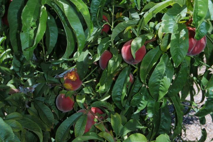 Earlitreat peaches flower around Feb. 1 and is ready to harvest in May. (Bob Morris)