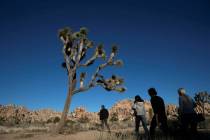 People visit Joshua Tree National Park in Southern California's Mojave Desert in January 2019. ...