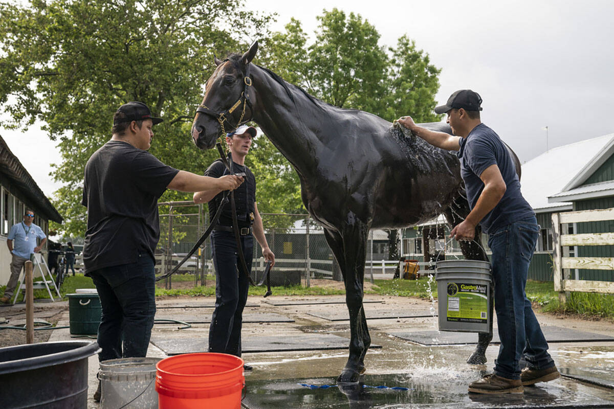 We the People is bathed after training before the 154th running of the Belmont Stakes horse rac ...
