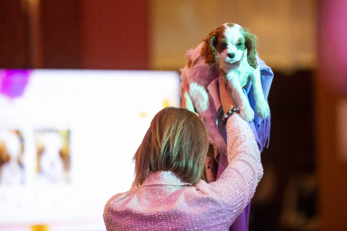 Michele Madole shows off a King Charles Spaniel puppy for auction during the Las Vegas Philharm ...