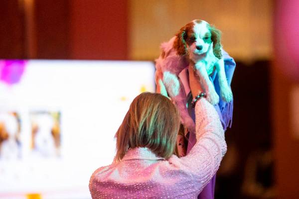 Michele Madole shows off a King Charles Spaniel puppy for auction during the Las Vegas Philharm ...
