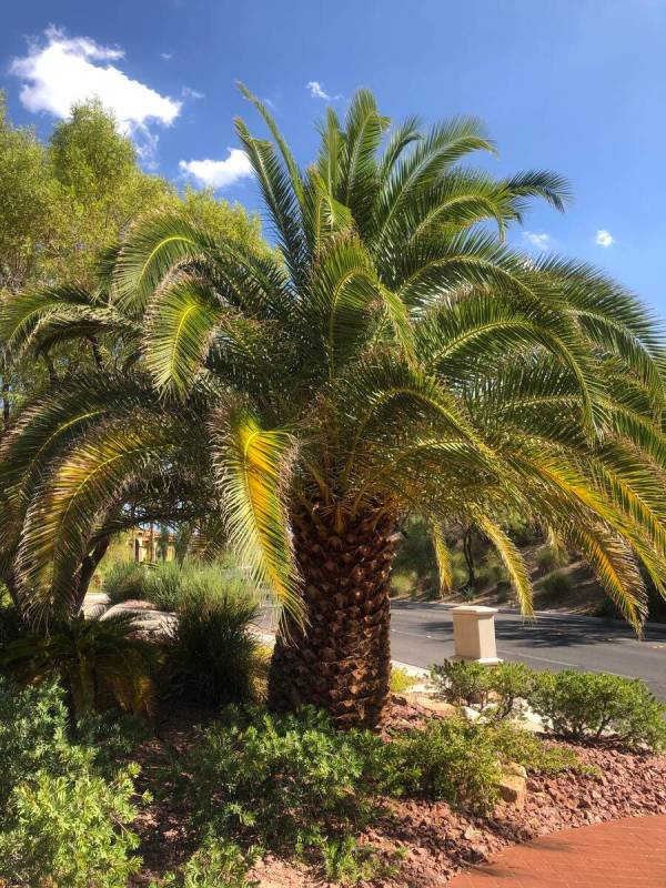 This Canary Island date palm has yellowing fronds, perhaps because of the wrong right kind of f ...