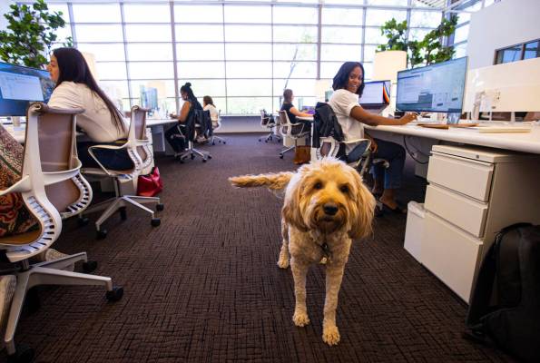 Playstudios VIP host Dominique Green, right, works as her dog, Charlie, looks on in the Summerl ...