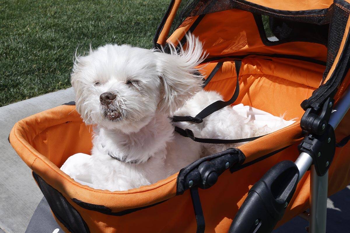Leann and Andrew Vaughan’s dog Chance sits in a stroller while his owners walk at Fox H ...