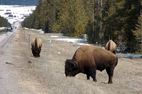 FILE - In this April 20, 2014, file photo bison graze along a state highway near West Yellowsto ...