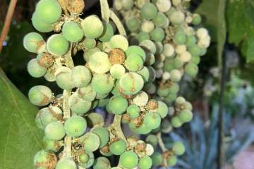Bunch rot disease is fungal and appears either downy or powdery mildew of the grape bunches. Th ...