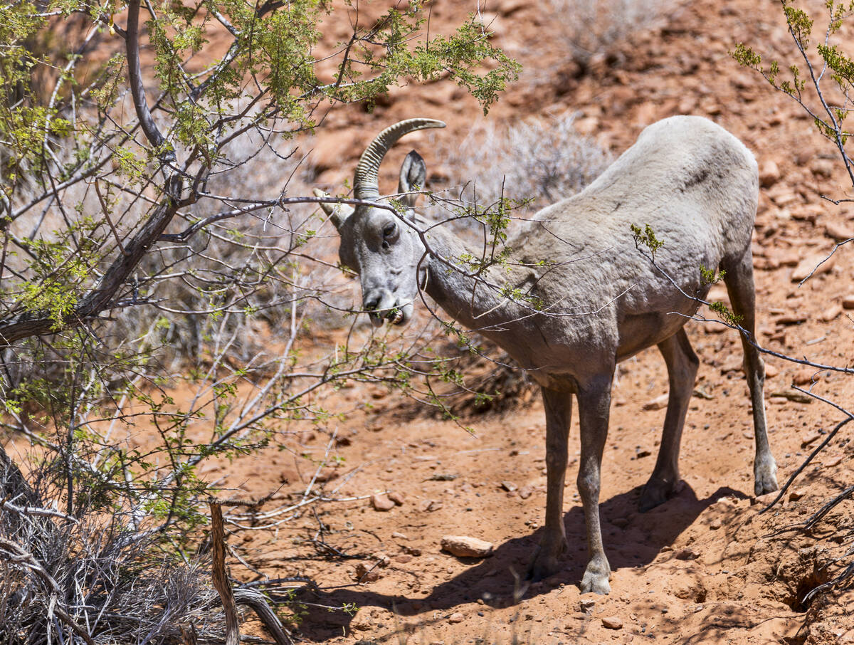A Bighorn Sheep snacks on green leaves in the Valley of Fire State Park on Tuesday, June 28, 20 ...